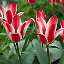 Tulipa Czaar Peter
