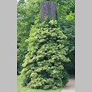 znalezisko 20210627.1.21 - Hydrangea petiolaris (hortensja pnąca); Podkarpackie, Łańcut, park zamkowy