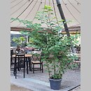 znalezisko 20210627.6.21 - Reynoutria japonica (rdestowiec ostrokończysty); Podkarpackie, Łańcut, zieleń w ogródku kawiarni