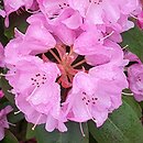 Rhododendron Winterpurpur