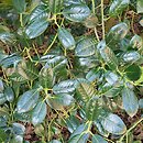 Ilex aquifolium f. heterophylla