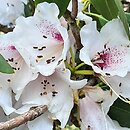 Rhododendron Ã—planetum