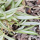 Carex siderosticta Shiro-Nakafu