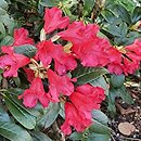 Rhododendron Gertrud SchÃ¤le