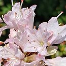 Rhododendron trichostomum