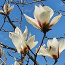Magnolia Rouged Alabaster