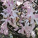 Magnolia ×loebneri Leonard Messel
