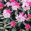 Rhododendron Gulliver