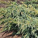 Juniperus squamata Blue Spider