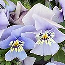 Viola ×williamsii Twix Marina