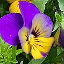 Viola ×williamsii Spring Evo Mini Morpho