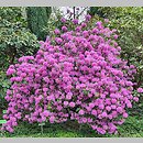 znalezisko 20220506.189.22 - Rhododendron minus var. minus (różanecznik karoliński); Arboretum Wojsławice
