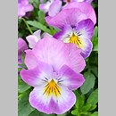 Viola ×williamsii Yellow Purple Wing