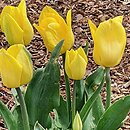 Tulipa Strong Gold