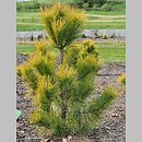 Pinus nigra Golden Sunray