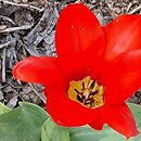 Tulipa Ognik