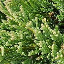 Juniperus horizontalis Turquoise Spreader