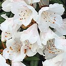 Rhododendron hyperythrum (rÃ³Å¼anecznik rurkowaty)