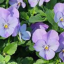 Viola ×williamsii Cornet Violet Beacon
