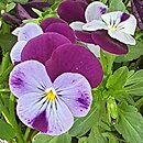 Viola ×williamsii Purple Blue Jump Up