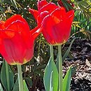 Tulipa Fostery King