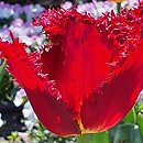 Tulipa Versaci