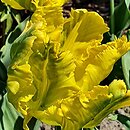 Tulipa Texas Gold