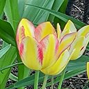 Tulipa Antoinette