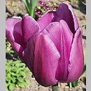 Tulipa Triumph Blue