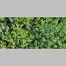 znalezisko 20220510.267.22 - Euphorbia myrsinites (wilczomlecz mirtowaty); Ogród Botaniczny we Wrocławiu
