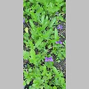 znalezisko 20220510.280.22 - Viola palmata (fiołek dłoniasty); Ogród Botaniczny we Wrocławiu