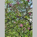 znalezisko 20220515.4.22 - Malus ×purpurea (jabłoń purpurowa); Park Zamkowy w Krasiczynie