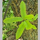 Quercus acutissima (dąb ościstozębny)