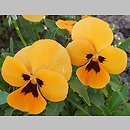 Viola ×wittrockiana Orange mit Auge