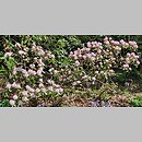 znalezisko 20220520.5.22 - Rhododendron minus var. minus (różanecznik karoliński); Ogród Botaniczny PAN w Powsinie