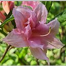 Rhododendron Aida