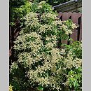 znalezisko 20220531.44.22 - Hydrangea petiolaris (hortensja pnąca); Ogród Botaniczny we Wrocławiu
