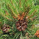 Pinus mugo Kloster Grün