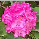 Rhododendron Omega