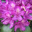 Rhododendron Tonika