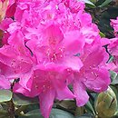 Rhododendron Junifreude