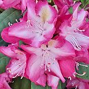Rhododendron Marabu