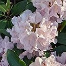 Rhododendron Albert