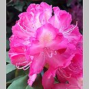 Rhododendron Juniperle
