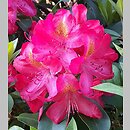 Rhododendron Hachmann's Junifeuer