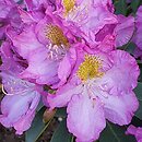 Rhododendron Flamme