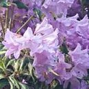 Rhododendron Carolina Spring