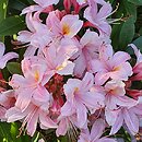 Rhododendron viscosum Juniduft