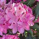 Rhododendron Nr. 105