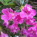Rhododendron Haruko
